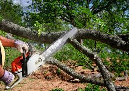 Best Storm Damage Tree Cleanup  in Chicago Ridge, IL