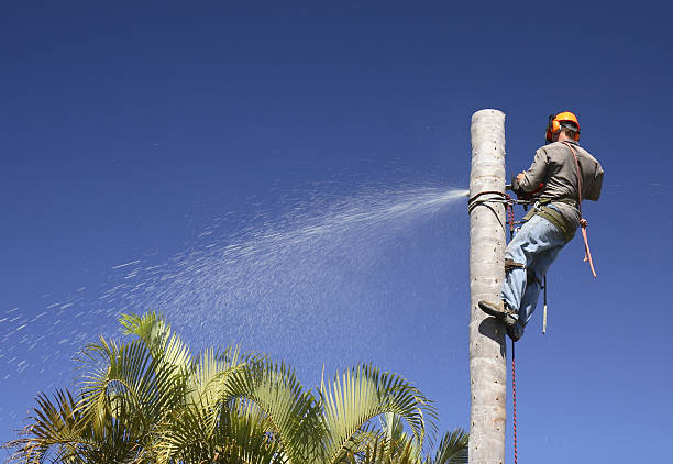 Best Hazardous Tree Removal  in Chicago Ridge, IL