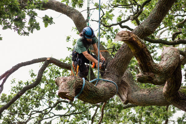 Best Fruit Tree Pruning  in Chicago Ridge, IL