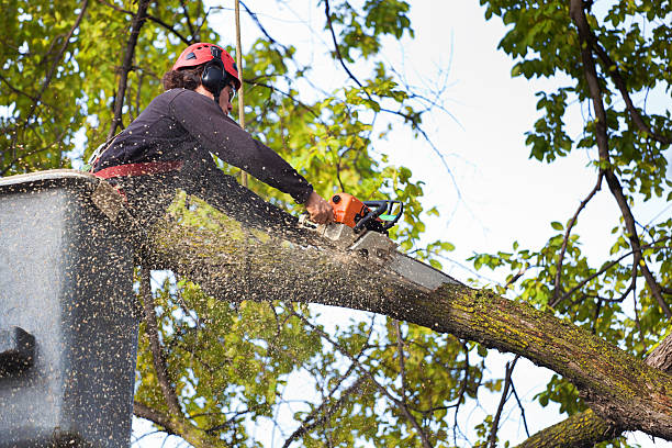 Best Tree Health Inspection  in Chicago Ridge, IL