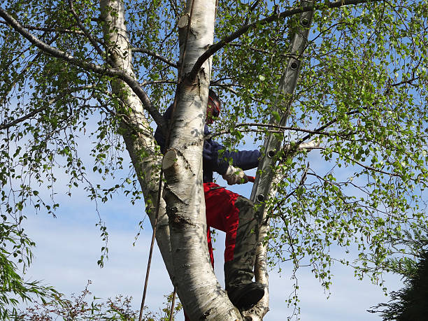 Chicago Ridge, IL Tree Services Company