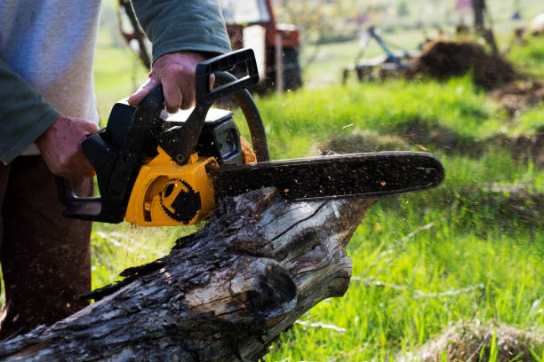 Best Tree Maintenance Programs  in Chicago Ridge, IL