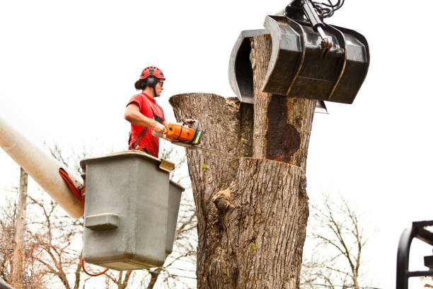 Best Utility Line Clearance  in Chicago Ridge, IL